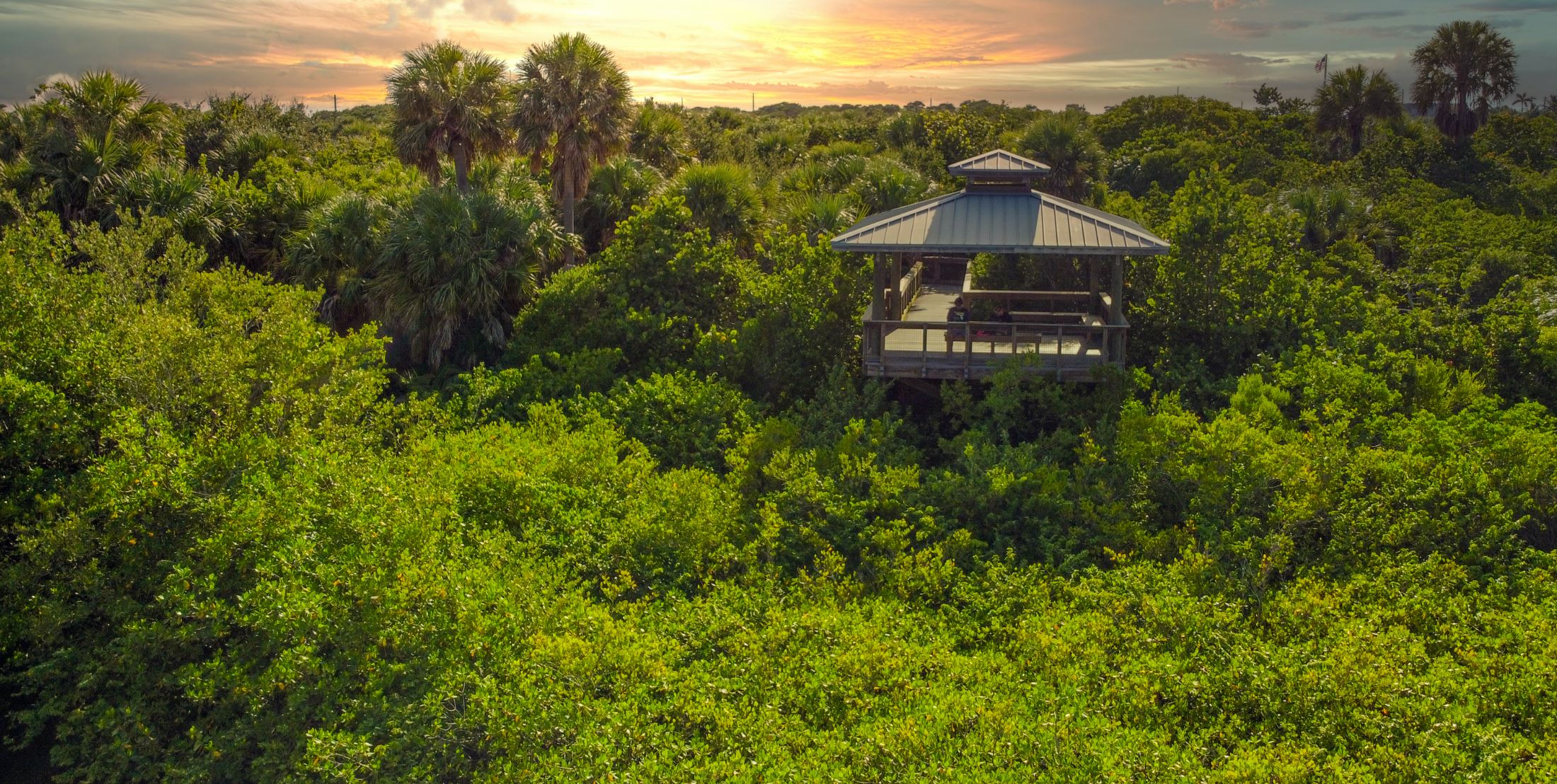 aerial of trees and ocean